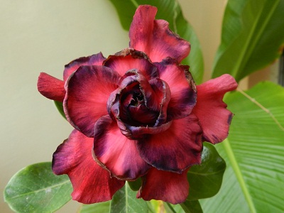 RSCN0801.JPG