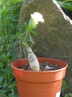 RSCN0905.JPG