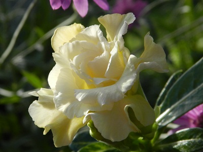 RSCN0902.JPG