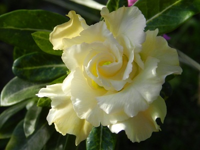 RSCN0903.JPG