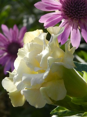 RSCN0907.JPG