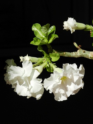 RSCN1190.JPG