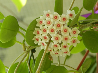 DSCN1796.JPG