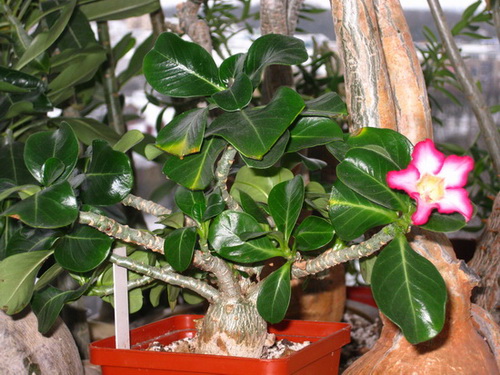 00 IMG_0886.jpg