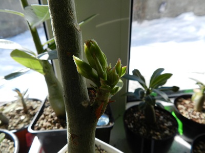 DSCN5111.JPG