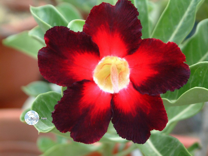 Adenium Obesum Desert rose APOLLO