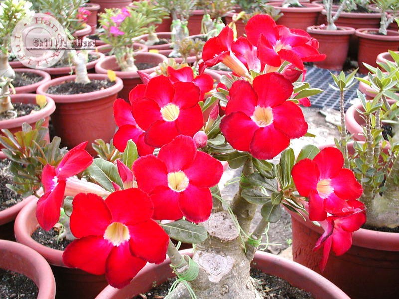 Adenium Obesum Desert rose ARROGANT