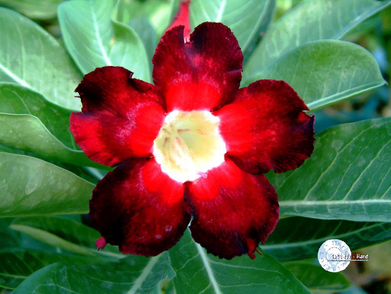Adenium Obesum Desert rose BLACK BEAUTY