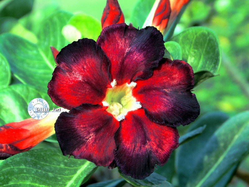 Adenium Obesum Desert rose BLECK FIRE