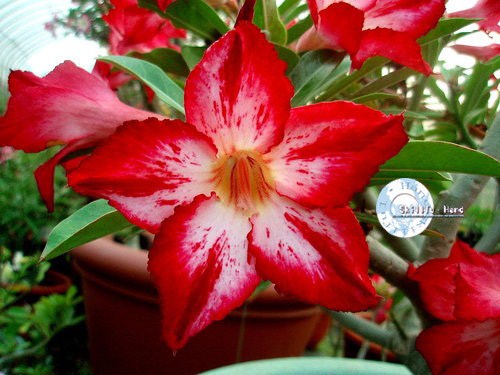 Adenium Obesum Desert rose CYNTHIA