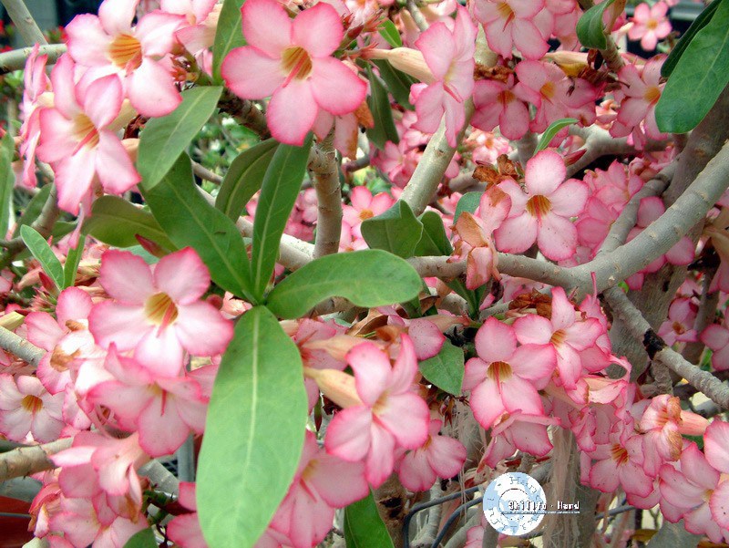 Adenium Obesum Desert rose DESERT NIGHT FORK