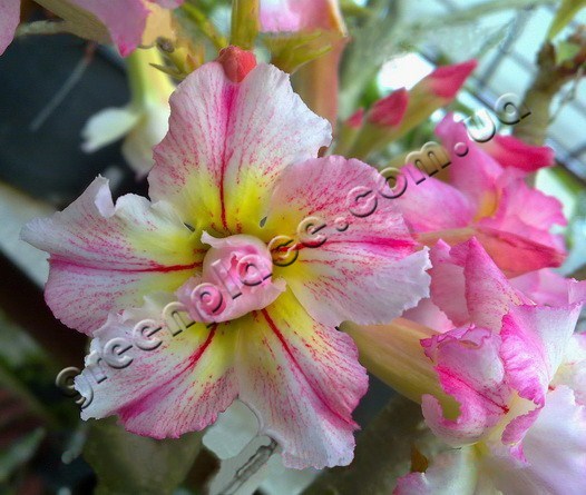 Adenium Obesum Desert rose DOUBLE SHEER LOVE