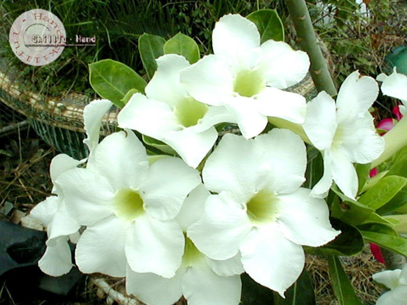 Adenium Obesum Desert rose FRAGRANT STAR