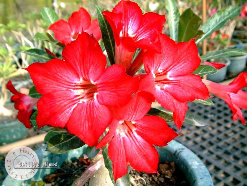 Adenium Obesum Desert rose HAVE A DREAM IS THE MOST BEAUTIFUL