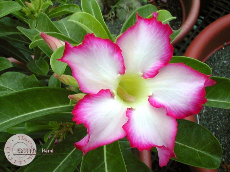 Adenium Obesum Desert rose KISS STAR