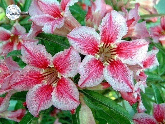 Adenium Obesum Desert rose LOVE AFFAIRS OF STAR