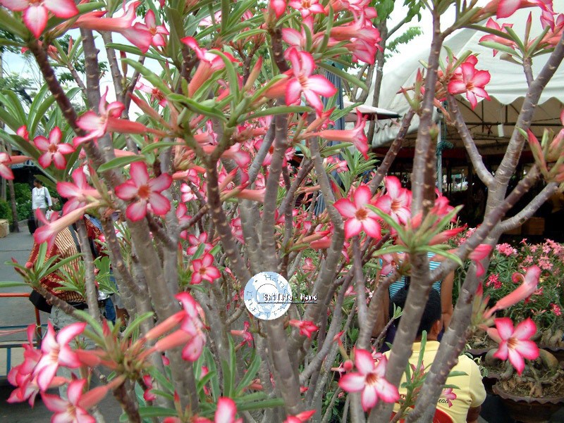 Adenium Obesum Desert rose SOMALENSE