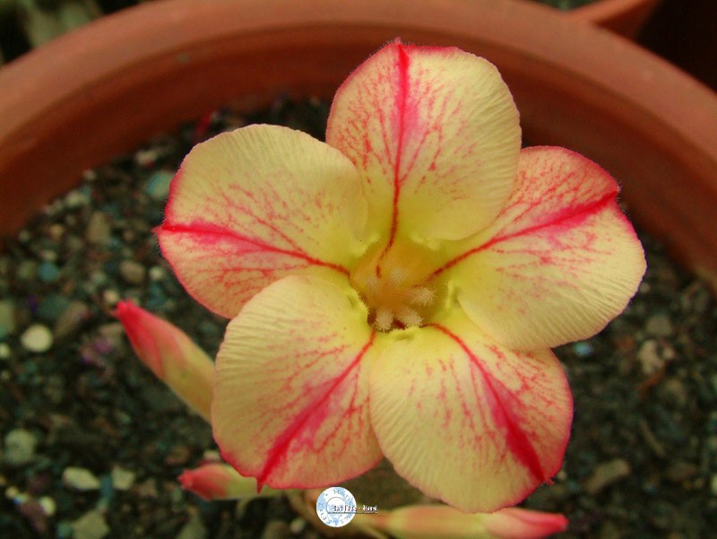 Adenium Obesum Desert rose STAR OF YELLOW DREAM