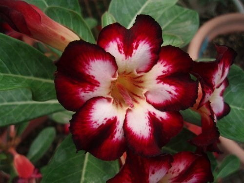 Adenium Obesum Desert rose SUPER STAR OF TOMORROW