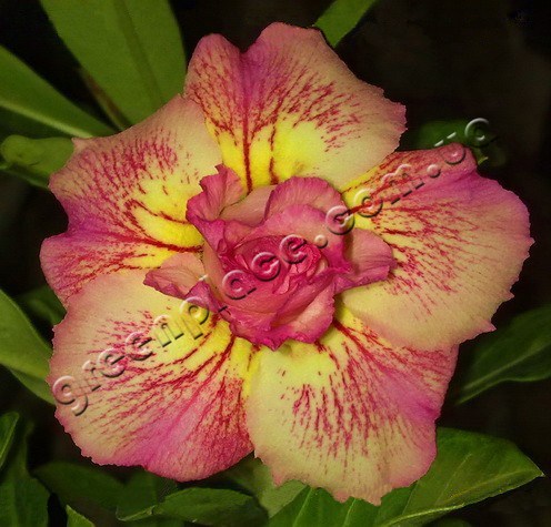 Adenium Obesum Desert rose TRIPLE TAZANNA