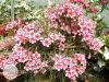 Файл=Adenium_Obesum_Desert_rose_BOSOM_JADE.jpg
Объём=199KB
Размеры=800x600
Дата=Нояб 01, 2011 Adenium_Obesum_Desert_rose_BOSOM_JADE.jpg