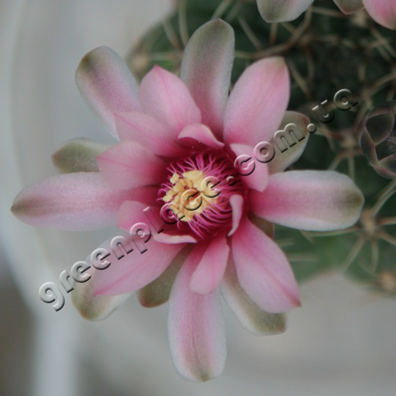Gymnocalycium Baldianum flower