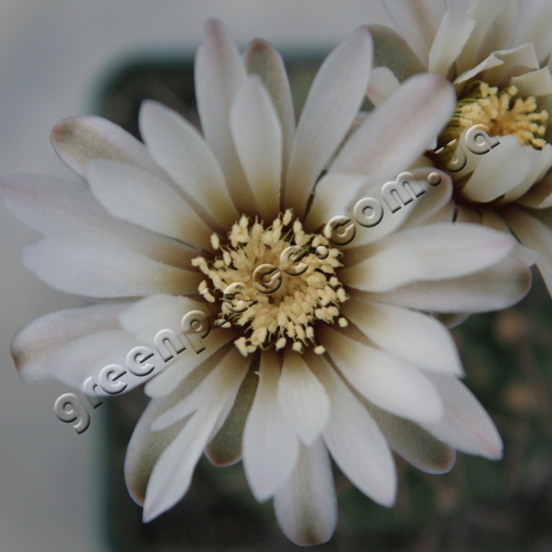 Gymnocalycium Vatteri flower