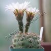 Gymnocalycium_Vatteri.jpg