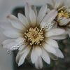 Gymnocalycium_Vatteri_flower.jpg
