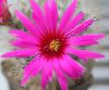 Mammillaria_Guelzowiana_flower.jpg