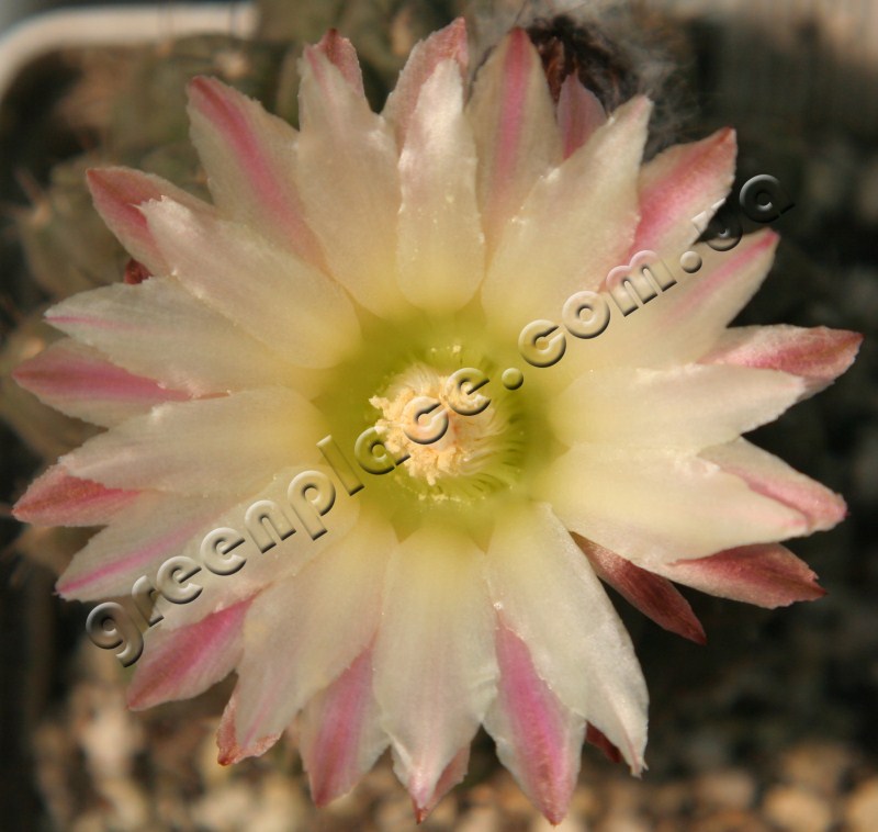Neochilenia Odieri flower