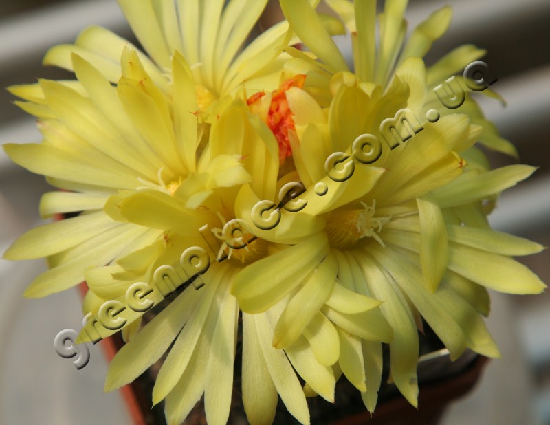 Parodia Cardenasii flower