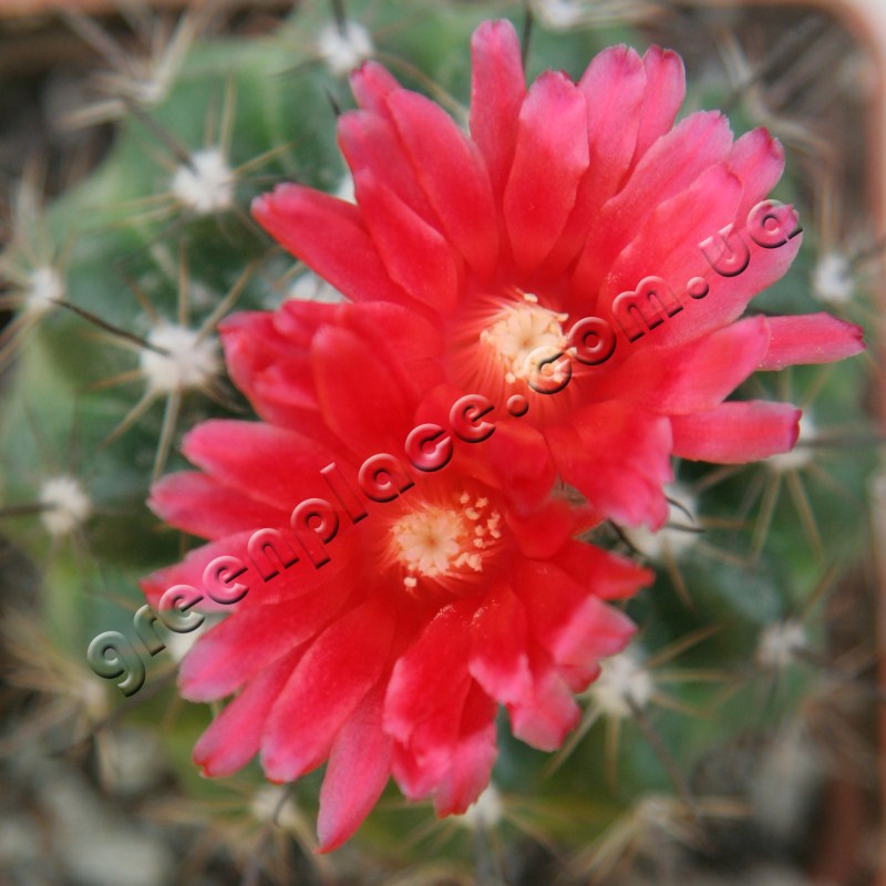 Parodia Subterranea flower
