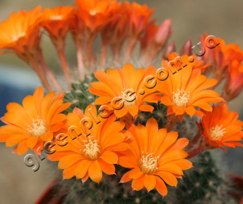 Rebutia Flavistyla flower