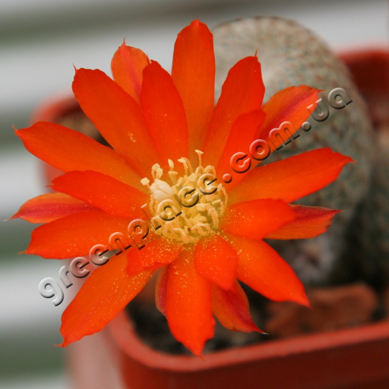 Rebutia Heliosa flower