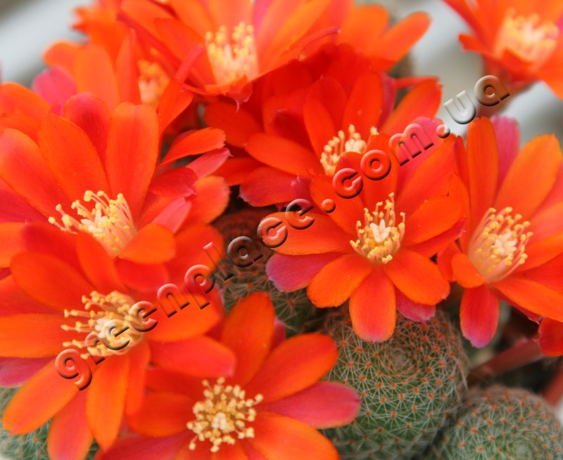 Rebutia Heliosa v Theresal flower