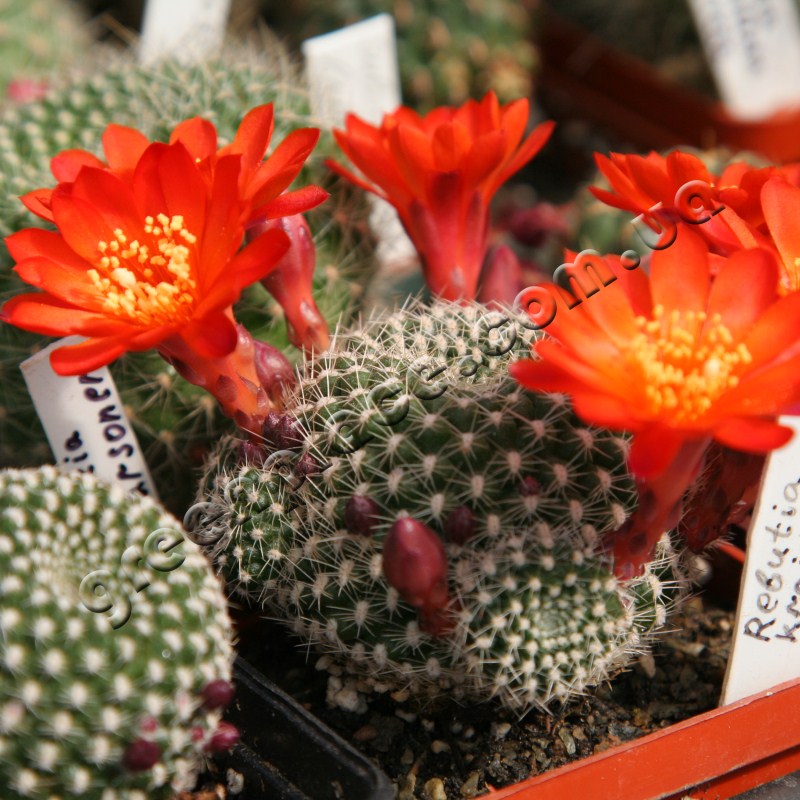 Rebutia Krainziana