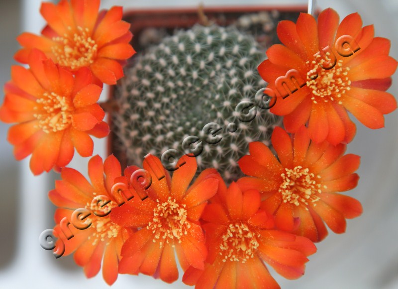 Rebutia Krainziana flower