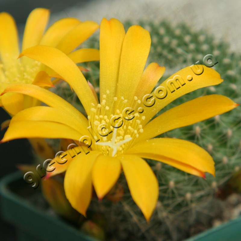 Rebutia Marsoneri flower