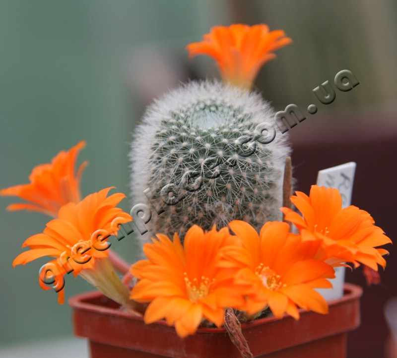 Rebutia Muscula