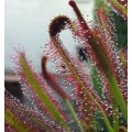 Семена Drosera (Росянка) Capensis