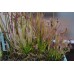 Семена Drosera (Росянка) Capensis