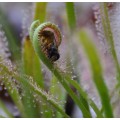 Семена Drosera (Росянка) Capensis alba