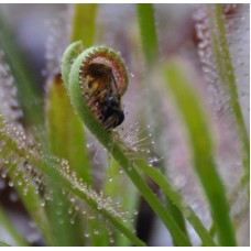 Семена Drosera (Росянка) Capensis alba