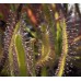 Семена Drosera (Росянка) Capensis alba