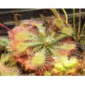 Семена Drosera (Росянка) Capillaris