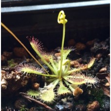 Семена Drosera (Росянка) Capillaris typ cuba