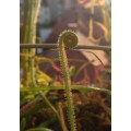 Семена Drosera (Росянка) Filiformis