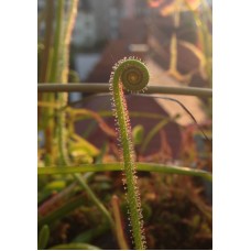 Семена Drosera (Росянка) Filiformis