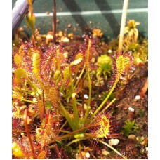 Семена Drosera (Росянка) Intermedia
